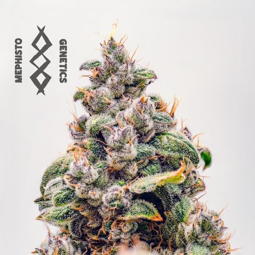 Mephisto’s Wedding - Mephisto Genetics - Image 8