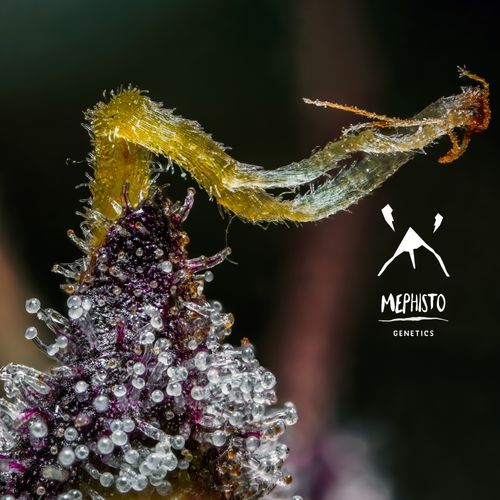 Mephisto’s Wedding - Mephisto Genetics - Image 4