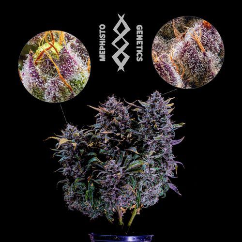 Mephisto’s Wedding - Mephisto Genetics - Image 5