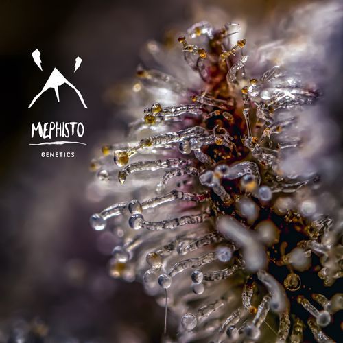 Mephisto’s Wedding - Mephisto Genetics - Image 2