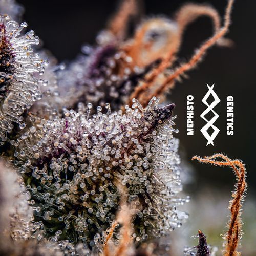 Mephisto’s Wedding - Mephisto Genetics - Image 3