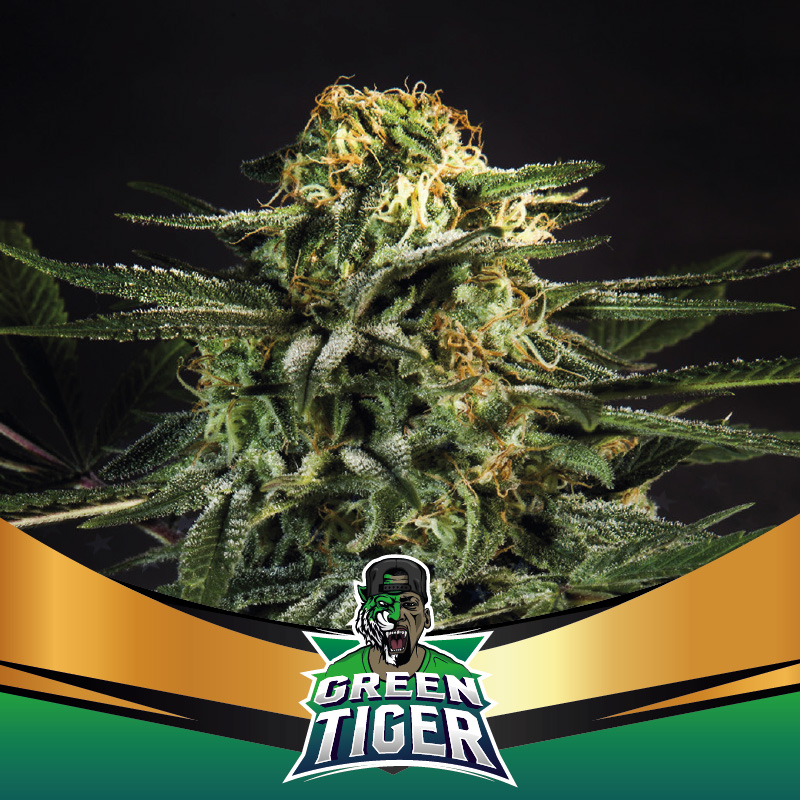 Green Tiger - BSF SEEDS - SeedTopia Best Cannabis seed bank in Thailand