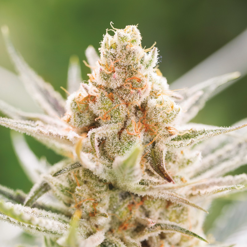 Rainbows - BSF SEEDS SeedTopia Best Cannabis seed bank in Thailand