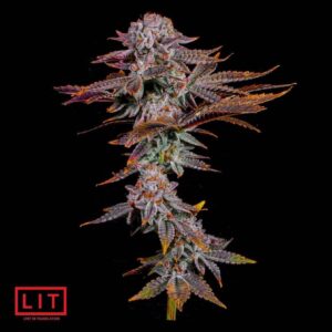 Blood Diamonds - LIT Farms SeedTopia Best Cannabis seed shop in Thailand