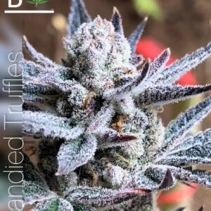 Candied Truffles - BeLeaf Genetics. Buy weed seed in Thailand
