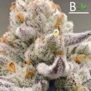 Chimera 3 S1 - BeLeaf Genetics Thailand Cannabis seeds