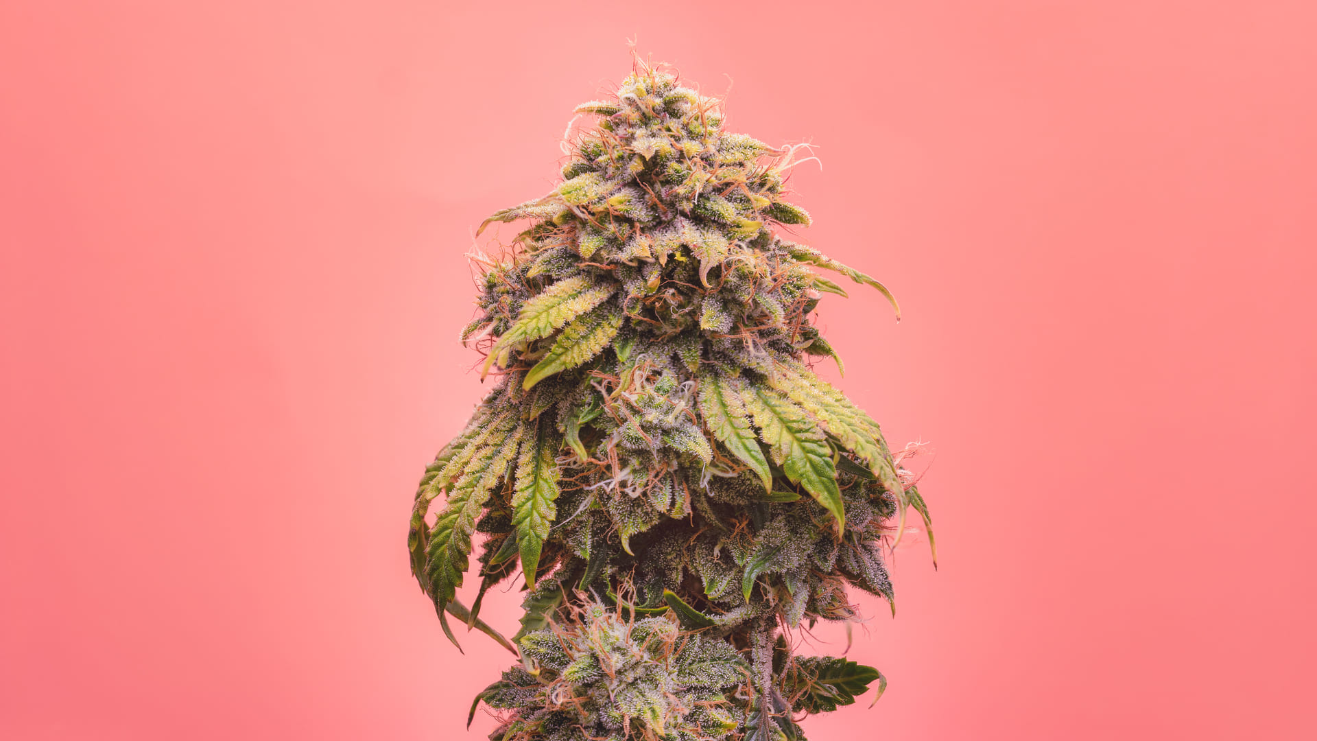 Creme de la Chem - Mephisto Genetics. SeedTopia Best Cannabis seed shop in Thailand