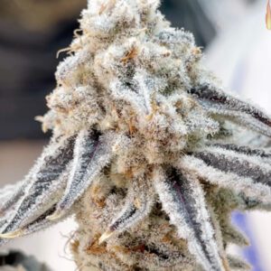 Dip N Stix S1 - BeLeaf Genetics Cannabis online shop Thailand