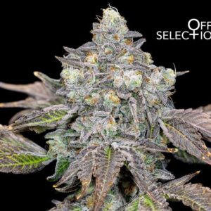 Double Peaches - Offensive Selections SeedTopia Best Cannabis seed bank in Thailand