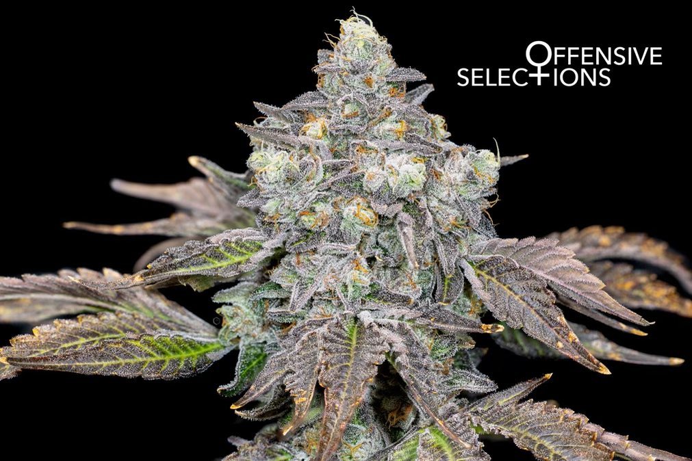 Double Peaches - Offensive Selections SeedTopia Best Cannabis seed bank in Thailand