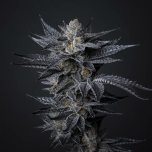 EastMont by Grandiflora Genetics Thailand seeds