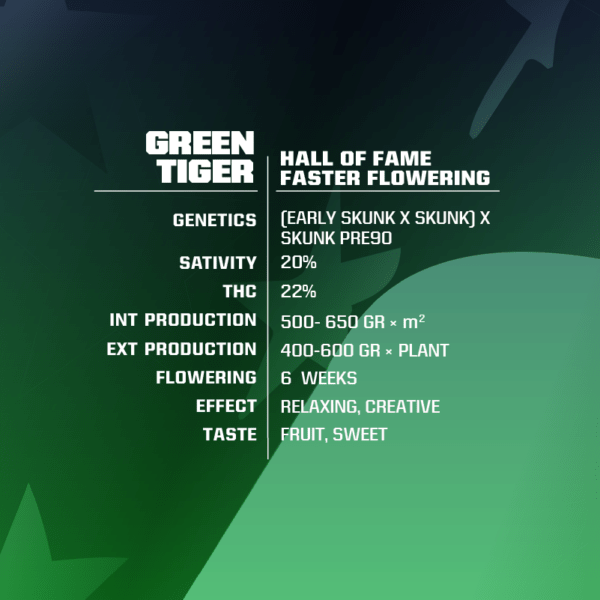 Green Tiger - BSF SEEDS - SeedTopia Best Cannabis seed bank in Thailand