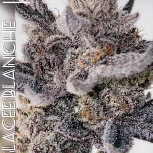 Glacee Blanche - BeLeaf Genetics. Cannabis seed shop in Thailand
