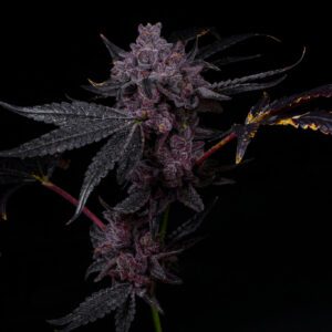 Grandi Candi by Grandiflora Genetics Thailand cannabis seeds