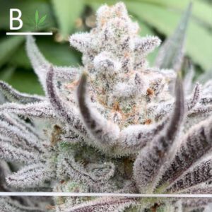 Jam On It - BeLeaf Genetics. Buy online Cannabis seeds in Thailand