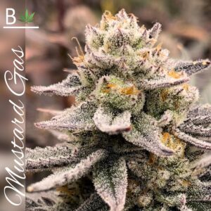Mustard Gas - BeLeaf Genetics. SeedTopia Cannabis seed shop in Thailand