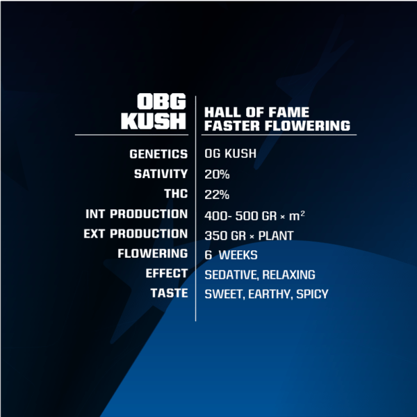 OBG Kush - BSF SEEDS SeedTopia Best Cannabis seed bank in Thailand