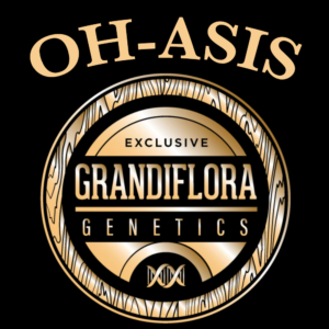 OH-Asis by Grandiflora Genetics Thailand Cannabis seed shop