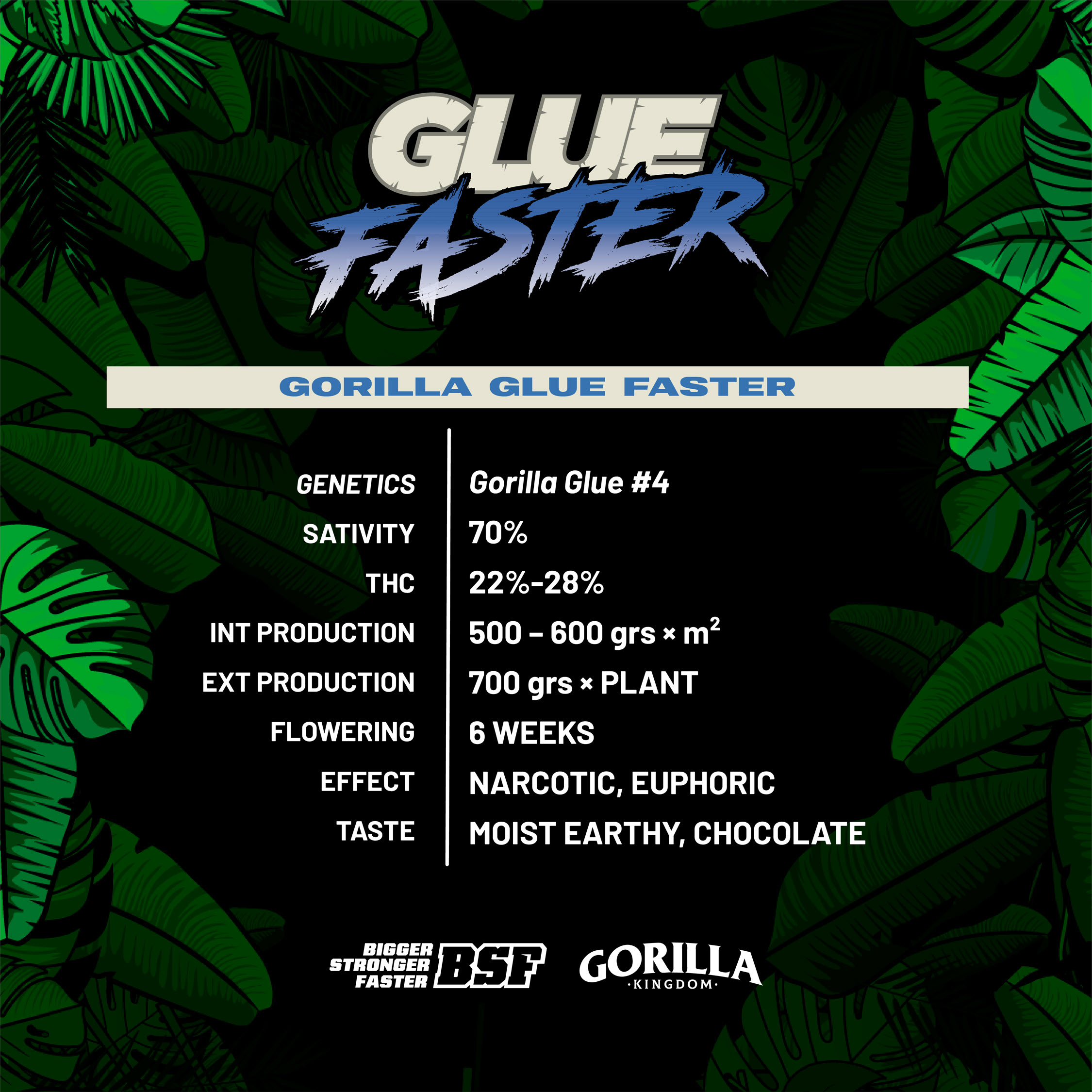 Gorilla Glue Faster - BSF SEEDS. SeedTopia Best Cannabis seed shop in Thailand
