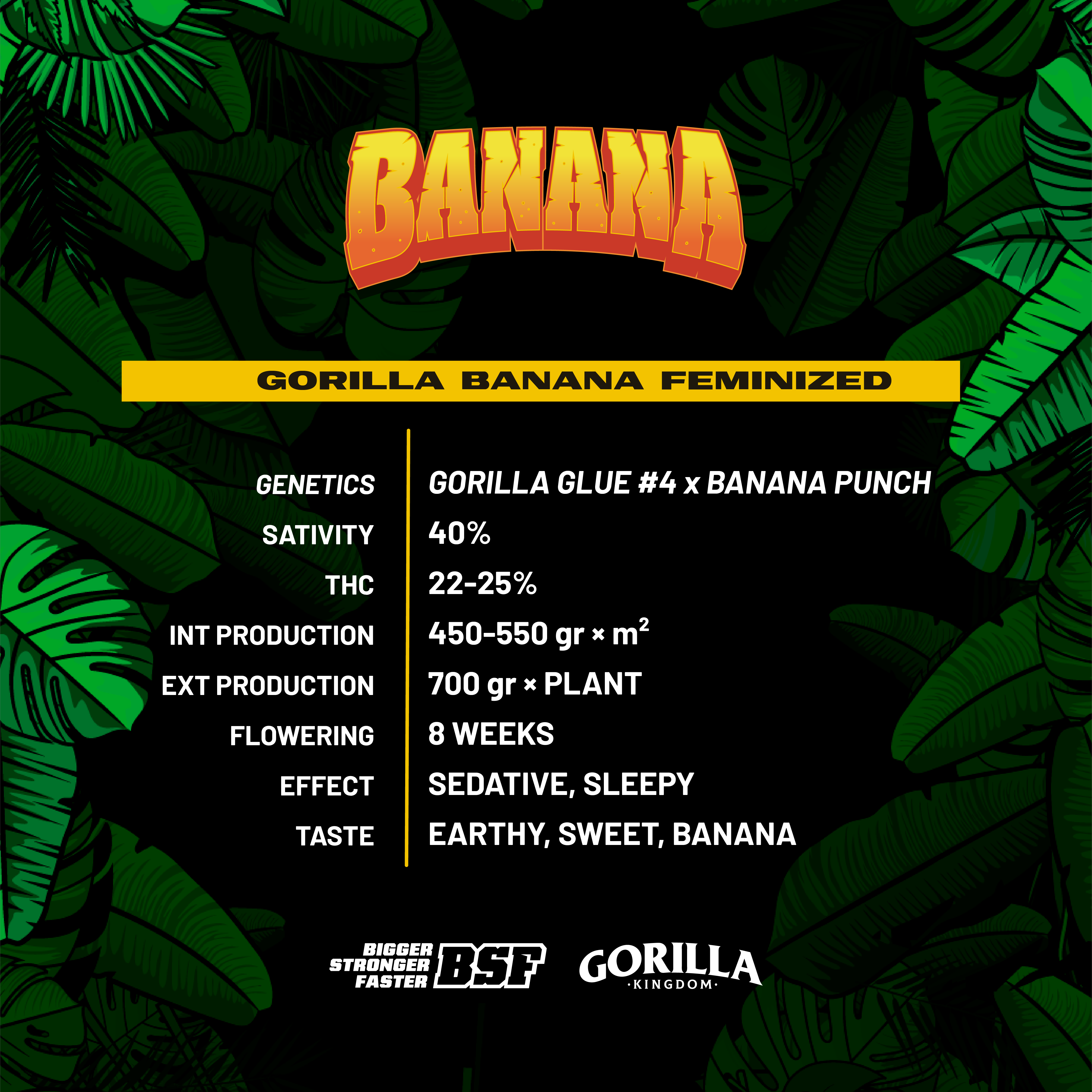 Gorilla Banana - BSF SEEDS SeedTopia Best Cannabis seed bank in Thailand
