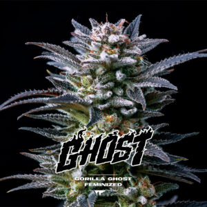 Gorilla Ghost - BSF SEEDS SeedTopia Best Cannabis seed bank in Thailand