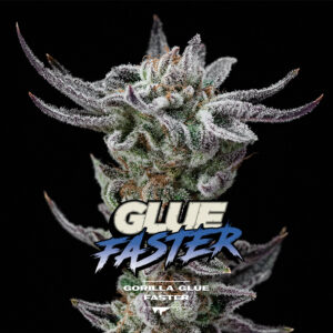 Gorilla Glue Faster - BSF SEEDS. SeedTopia Best Cannabis seed shop in Thailand