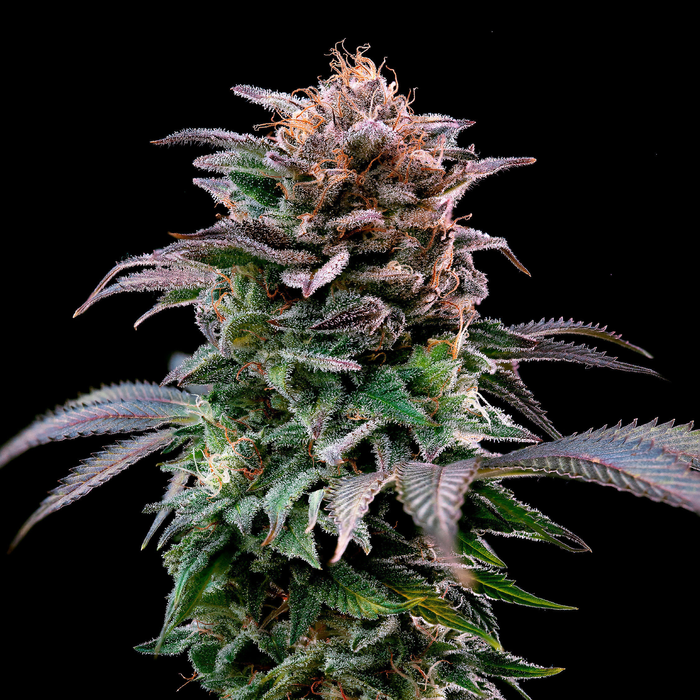 Gorilla Banana - BSF SEEDS SeedTopia Best Cannabis seed bank in Thailand