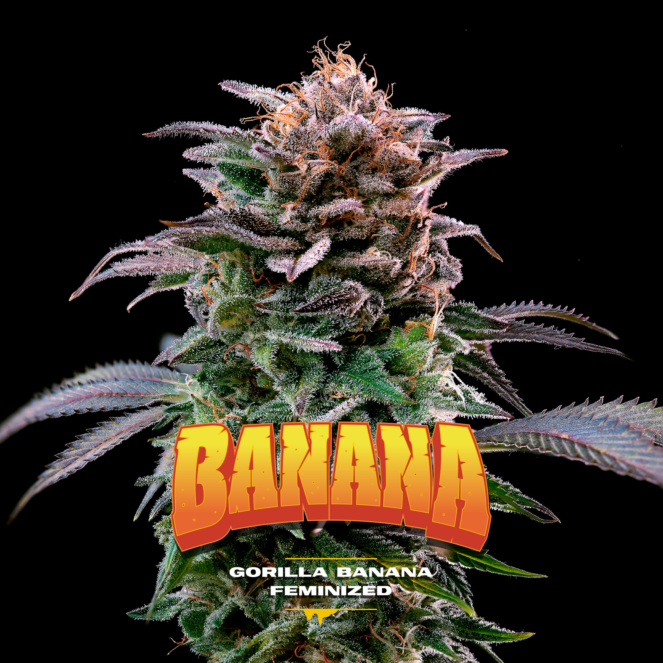 Gorilla Banana - BSF SEEDS SeedTopia Best Cannabis seed bank in Thailand