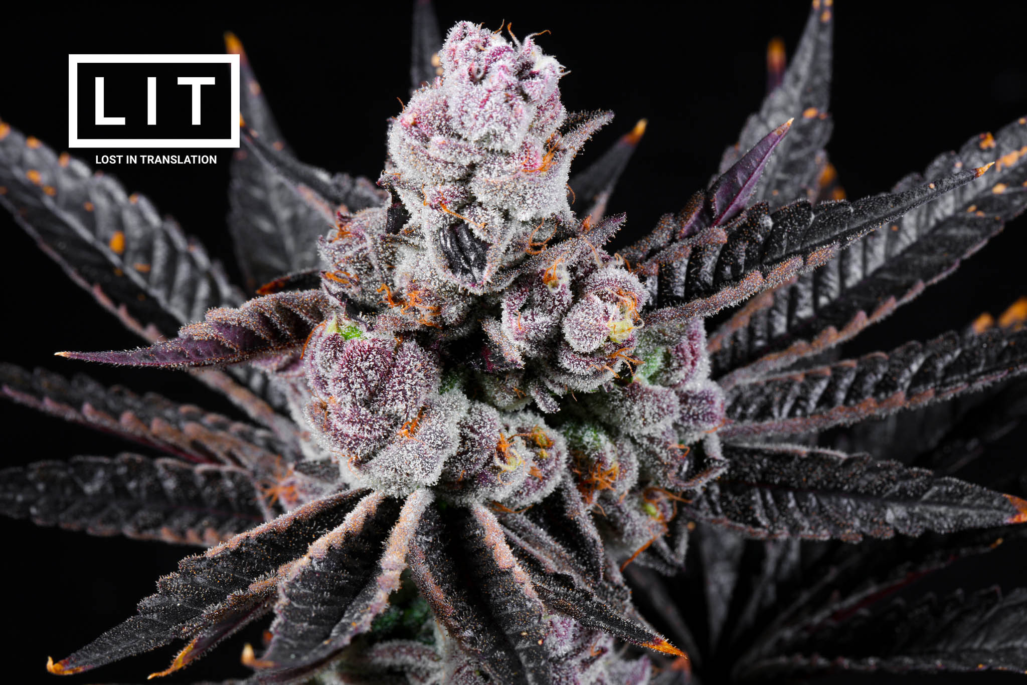 Pink Kitty - LIT Farms SeedTopia Cannabis seed shop in Thailand