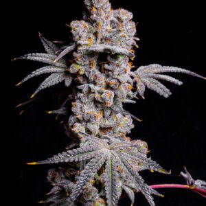 Red Velvet Runtz - LIT Farms SeedTopia Cannabis seed shop in Thailand