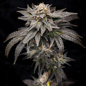 Rotten Citrus - Offensive Selections SeedTopia Best Cannabis seed bank in Thailand