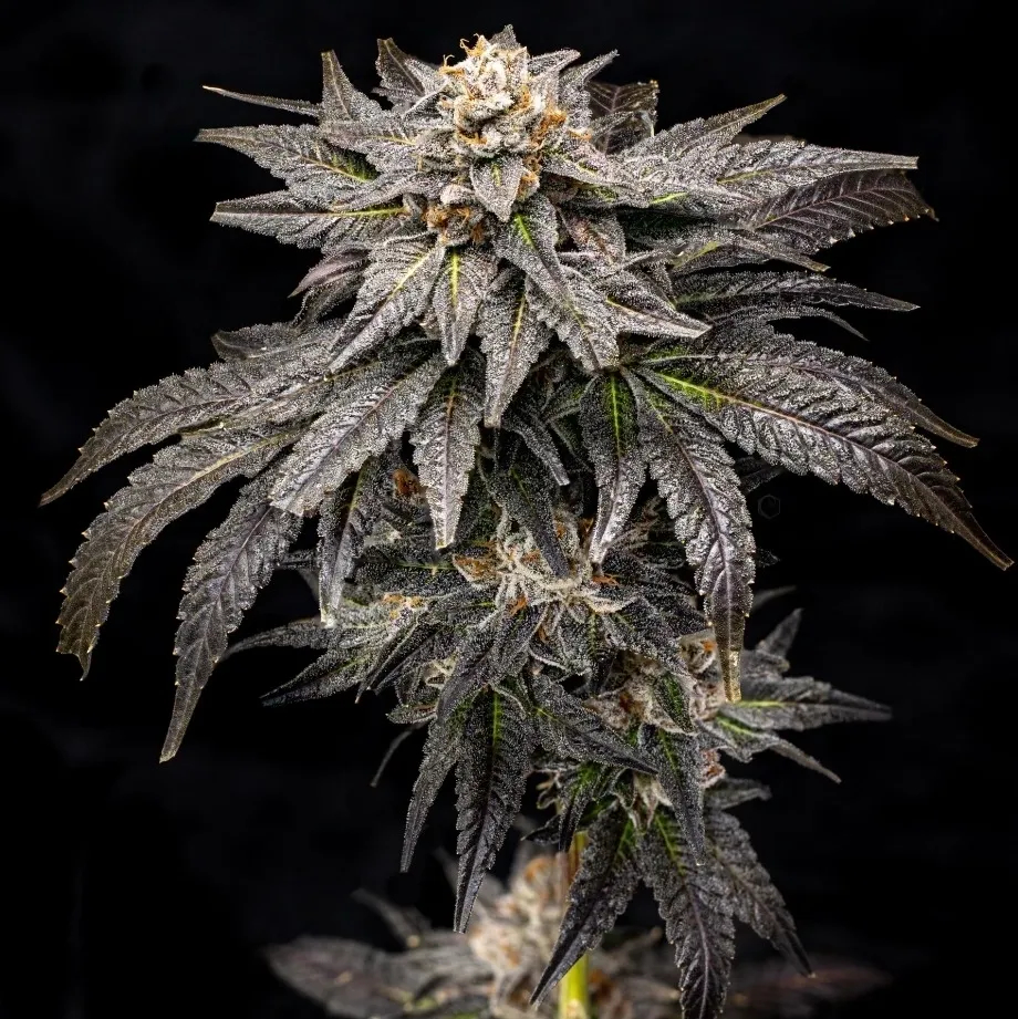 Rotten Citrus - Offensive Selections SeedTopia Best Cannabis seed bank in Thailand