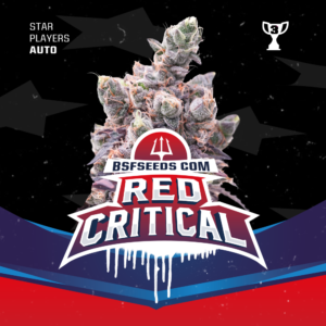 Red Critical - BSF SEEDS SeedTopia Best Cannabis seed shop in Thailand