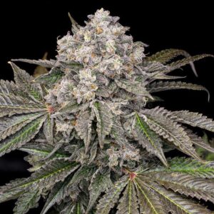 Sourdough - Offensive Selections SeedTopia Best Cannabis seed bank in Thailand