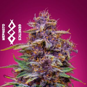 Strawberry Nuggets - Mephisto Genetics. SeedTopia Best Cannabis seed shop in Thailand