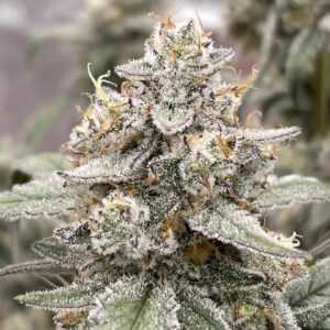 Tinto de Verano - Mephisto Genetics. SeedTopia Best Cannabis seed shop in Thailand