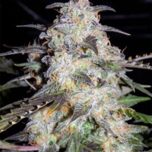 Toof Decay - Mephisto Genetics. SeedTopia Best Cannabis seed shop in Thailand
