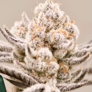 Truffaloha #2 S1 - BeLeaf Genetics. Thailand online Cannabis seeds shop
