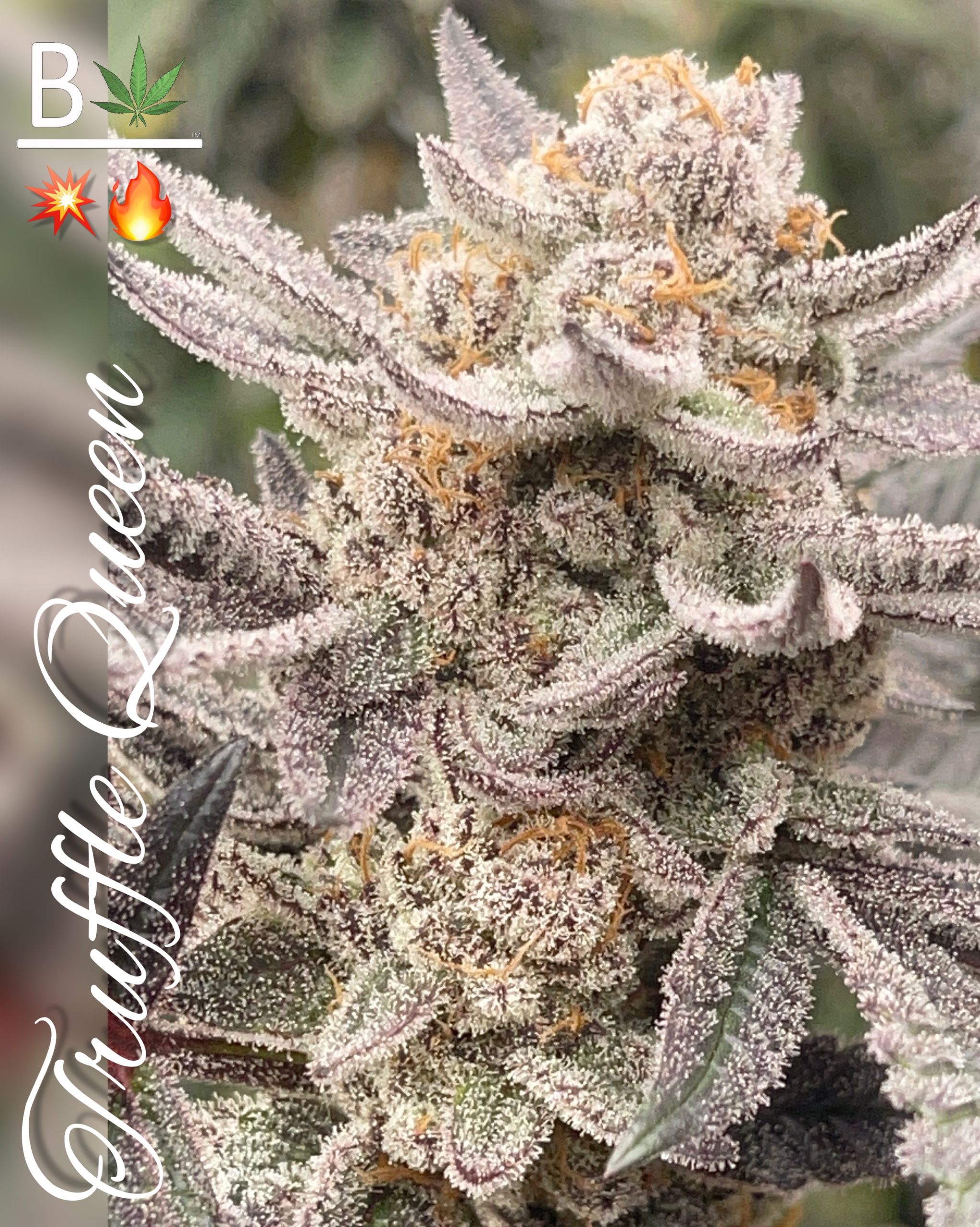 Truffle Queen - BeLeaf Genetics. Cannabis seed shop in Thailand