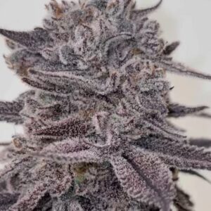 Truffle Treats 9 S1 - BeLeaf Genetics Thailand Cannabis seeds
