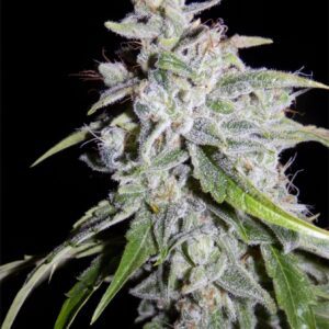 Walter White - Mephisto Genetics. SeedTopia Best Cannabis seed shop in Thailand