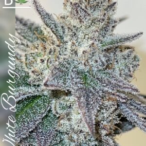 White Burgandy - BeLeaf Genetics SeedTopia Cannabis seed shop in Thailand