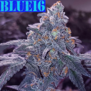 Blue 16 Grandiflora Genetics Cannabis seed shop Thailand