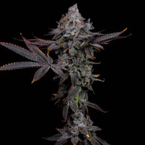 Cat Nip - LIT Farms. SeedTopia Cannabis seed shop in Thailand