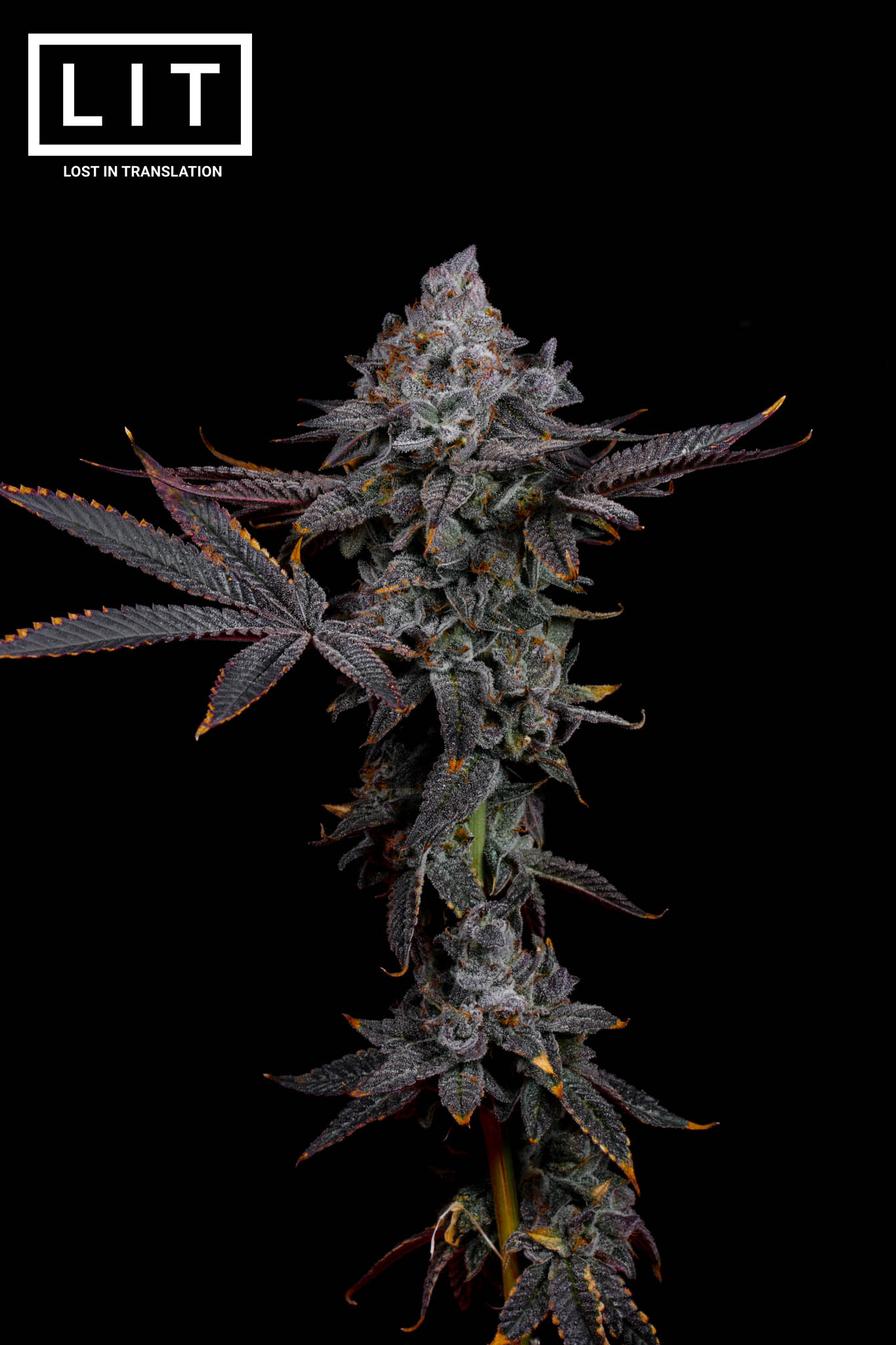 Cat Nip - LIT Farms. SeedTopia Cannabis seed shop in Thailand