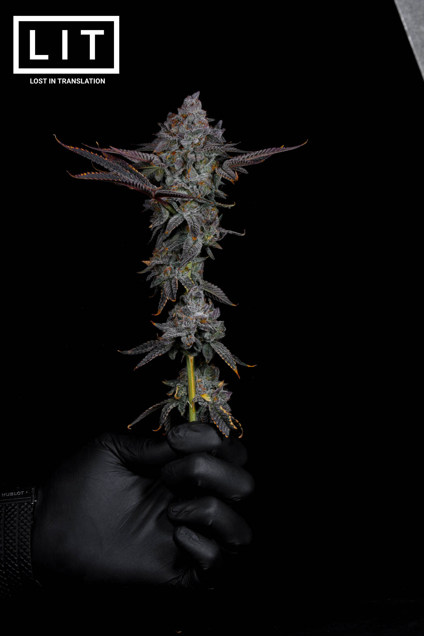 Cat Nip - LIT Farms - Image 2