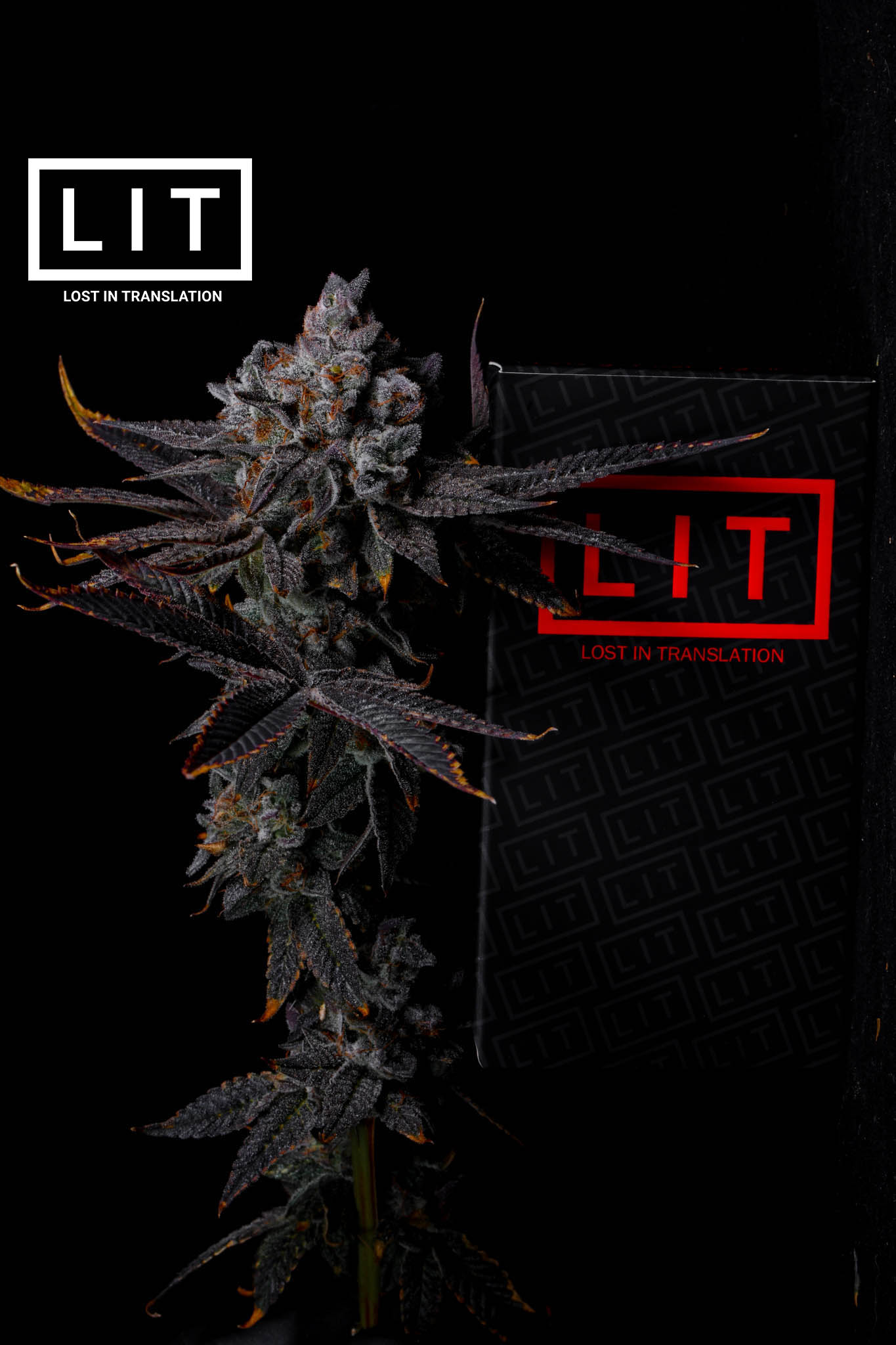 Cat Nip - LIT Farms - Image 3