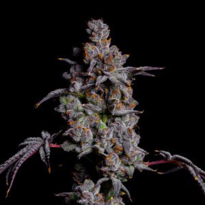 Jessica Rabbit - LIT Farms SeedTopia Cannabis seed shop in Bangkok, Thailand.