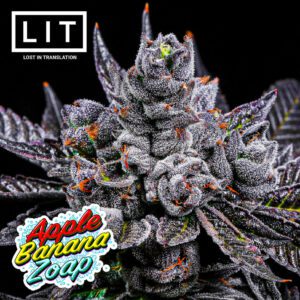 Apple Banana Zoap - LIT Farms. SeedTopia Cannabis seed shop in Thailand