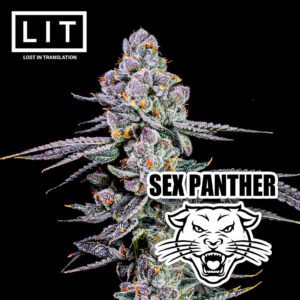 Sex Panther - LIT Farms Cannabis seed shop in Thailand